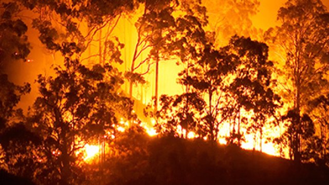 Photo: Trees burning in a wildfire