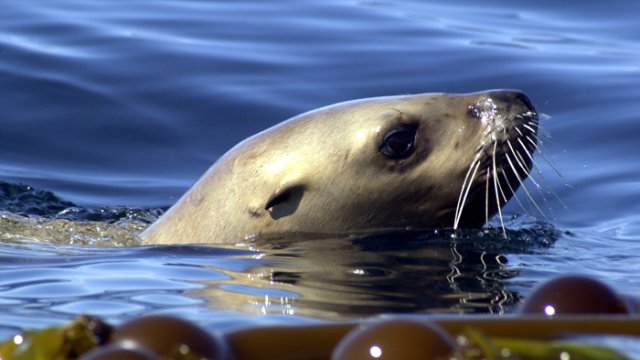 Steller sea lion pokes head above water amidst a bed of floating kelp.