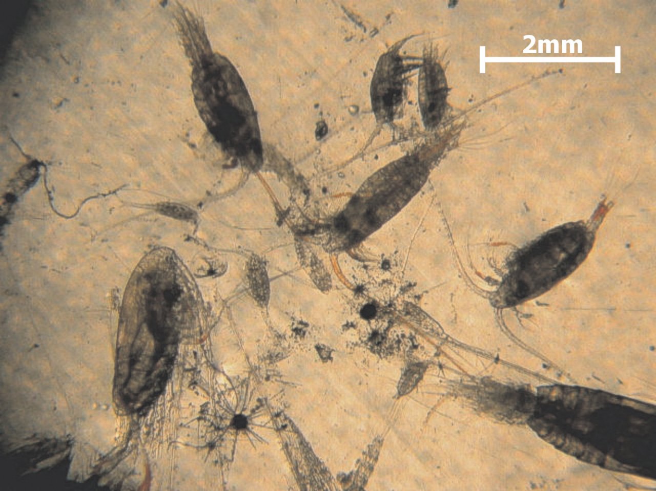 Indicators Zooplankton US EPA