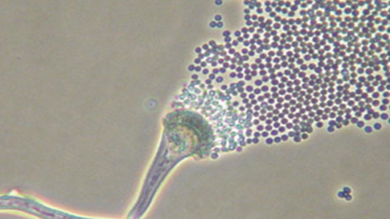 Mold S Secret Life Biotic Or Abiotic - 4w29pvn