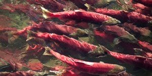 Learn about projects to help protect the SF Bay Delta *Chinook Salmon grouped together closely)