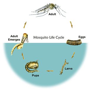 malaria mosquito life cycle