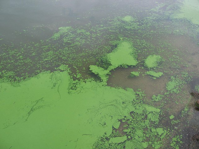 Algal bloom on a lake.
