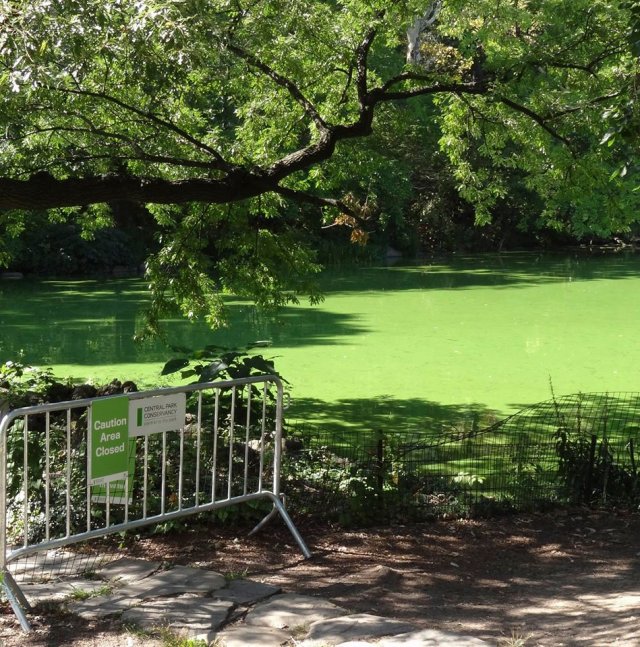 Lake with an algal bloom.