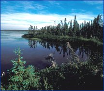 trees surrounded by water
