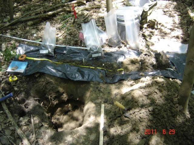 Soil samples from a wetland in plastic bags and a soil profile on black plastic with tape measure