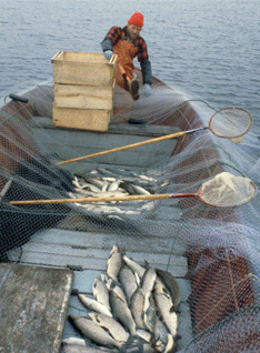 Fish on boat