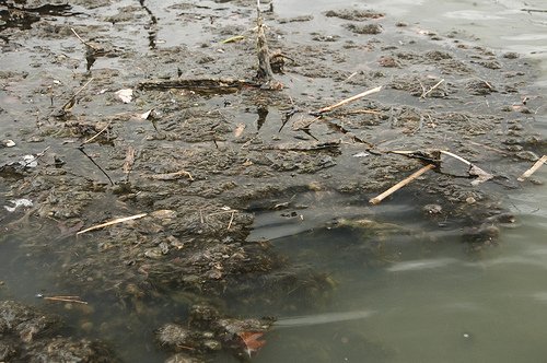 Susquehanna River Pollution