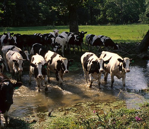 Cows walking through a stream