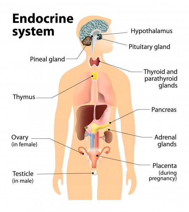 endocrine system presentation pdf