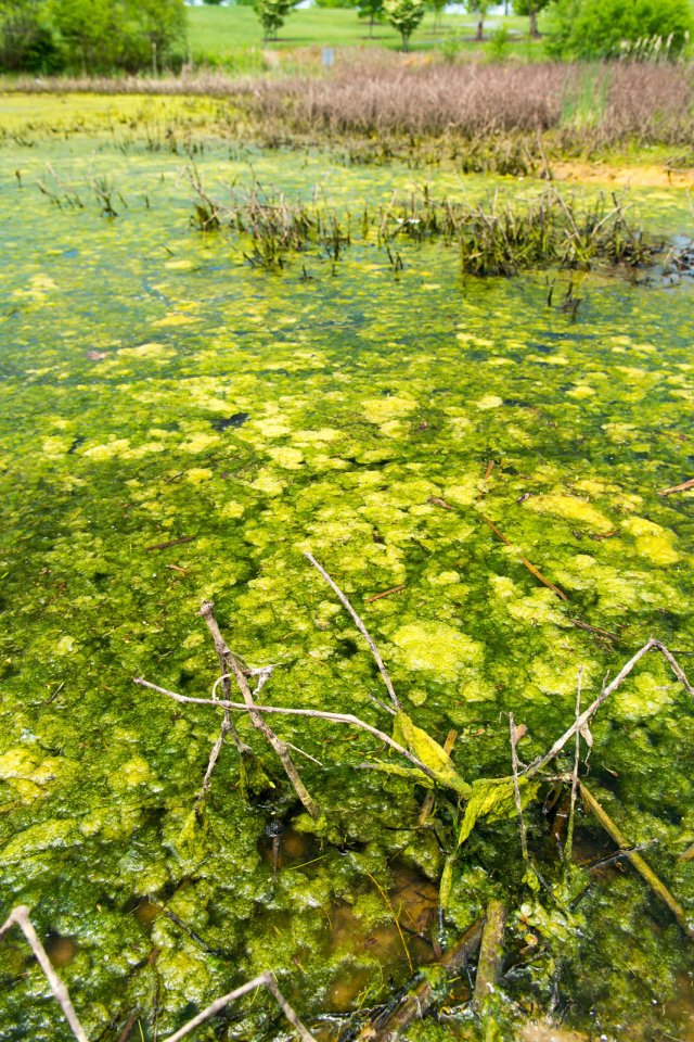 Algae growth in a pond