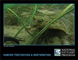 National Estuary Program Habitat Protection and Restoration Book