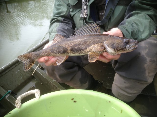 Fish collected during NRSA 1314 training