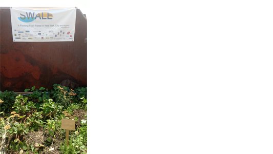 garden on swales floating food forest