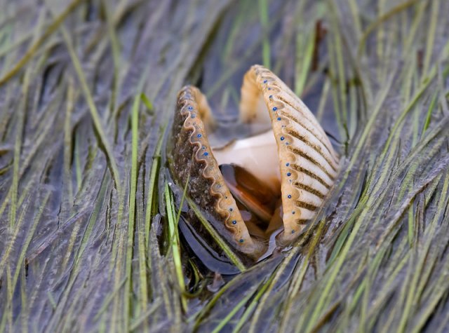 Bivalve in a seagrass bed