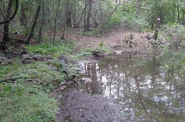 A polluted pond.