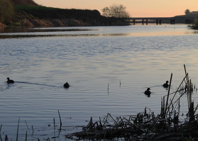 Image of a wetland in California with ducks