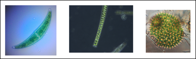 Green algae phytoplankton examples