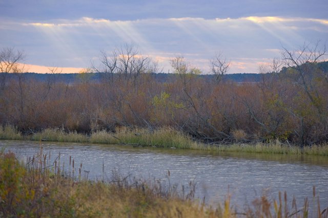 Wetland, bog, swamp