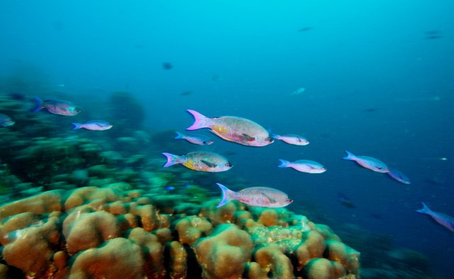 Creole wrasse and Orbicella annularis, a species of stony coral