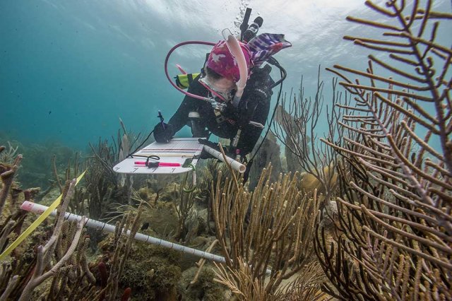 EPA diver conducting a coral reef demographic survey.