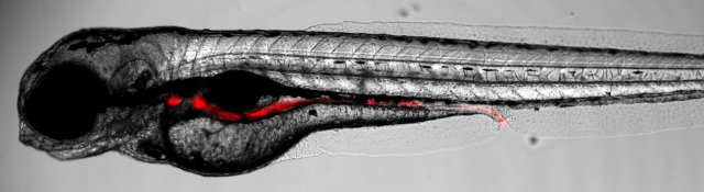 Caption: This image shows a microbe-free zebrafish colonized with fluorescent bacteria that prefer to colonize the host zebrafish intestinal tract (bacteria are shown in red). Normally, a diverse array of microbes colonize the zebrafish. This study shows