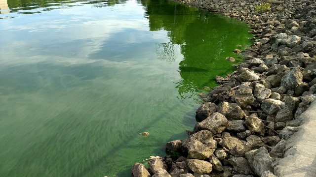 A cyanobacteria harmful algal bloom in Lake Hersha, Ohio.