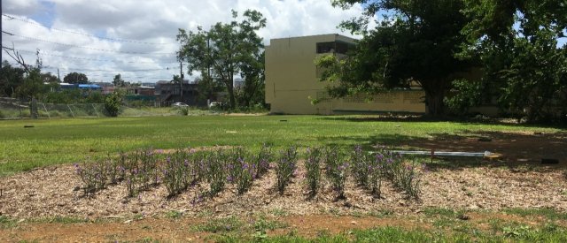 green fields with a school in the background
