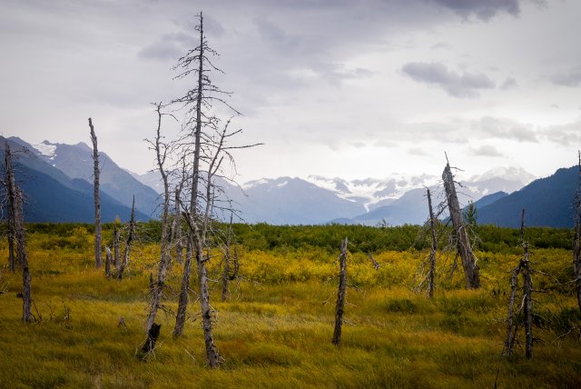 Trees killed by land subsidence, Seward Highway, Alaska. September, 2006
