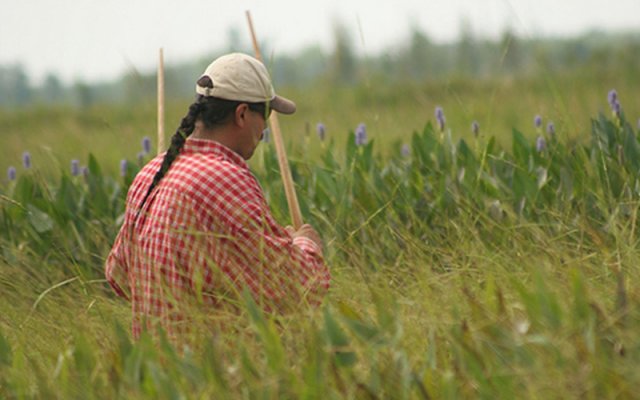 Image of a tribal member harvesting rice