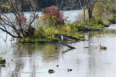 Clinton River Spillway, showing the presence of wildlife such as egrets and ducks.