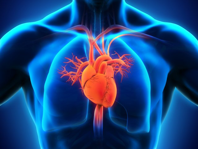 Digital rendering of a human heart and torso