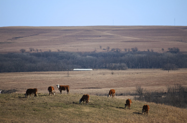 image of Cows grazing KS burns story