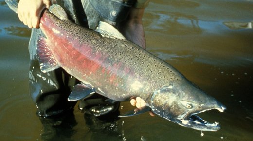 Pink Salmon  NOAA Fisheries