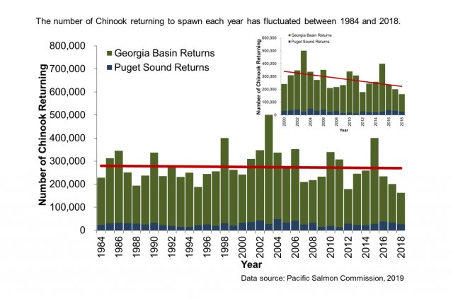 Graph showing the number of Chinook salmon returning to spawn in the Salish Sea annually since 1984. Source: Pacific Salmon Commission, 2019