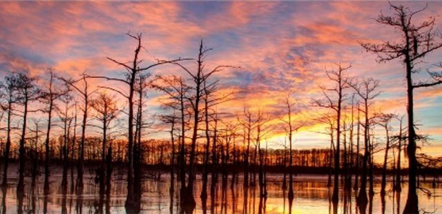 Sunset over the Quachita River with trees and an organe sky