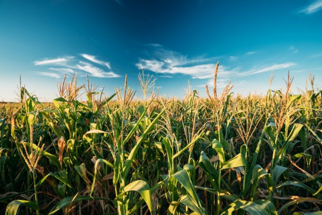 Field of corn