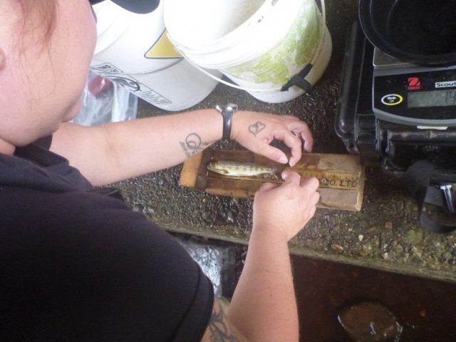 Tina MacFarlane, Oromocto First Nation, taking the length and weight of the Atlantic salmon before the fin clip, Nashwaaksis Stream, New Brunswick.