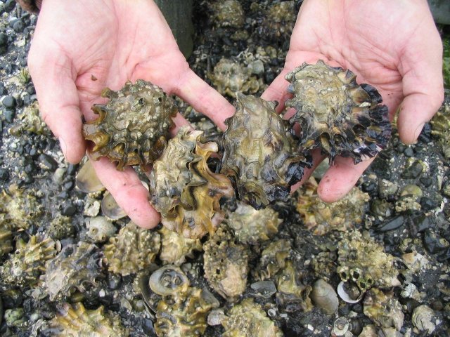 Hands holding oysters in Salish Sea intertidal zone. Photo courtesy of NOAA Fisheries.