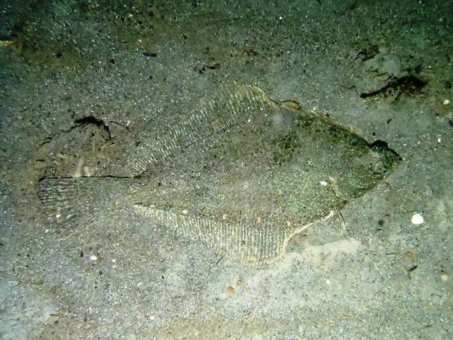 An English sole camouflaged in the sand. Photo credit: Nancy Elder, USGS, Western Fisheries Research Center, Marrowstone Marine Field Station. Public domain.