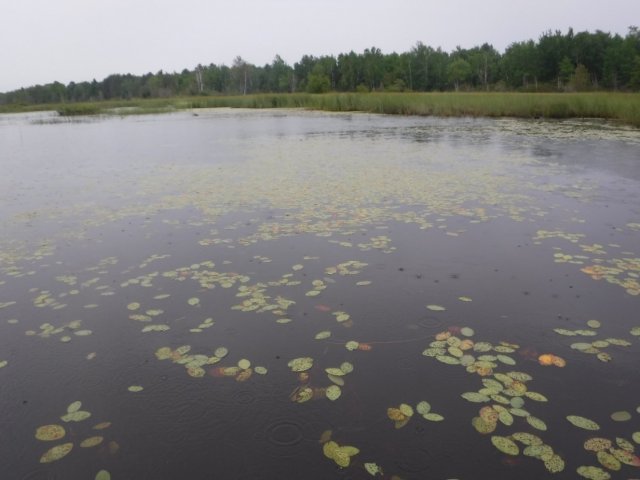 Habitats in Wisconsin’s Bark Bay Slough