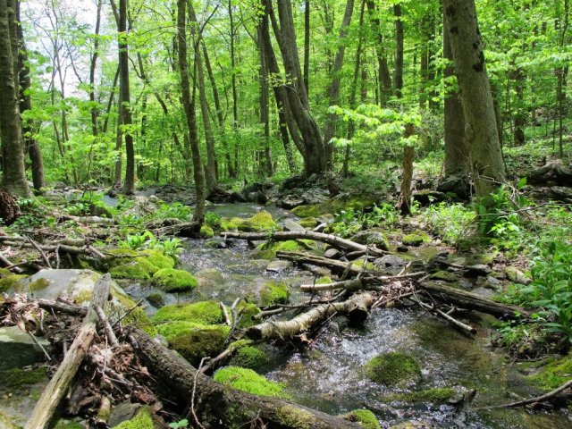 stream in shenandoah forest