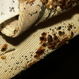 bed bugs hiding locations, blood stains