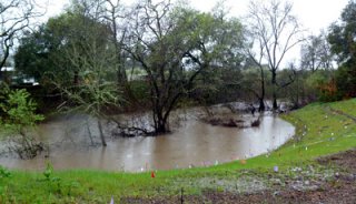 Image of grren banks to a river high enough to flood trees on banks of river.