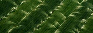 Aerial view of fields being irrigated