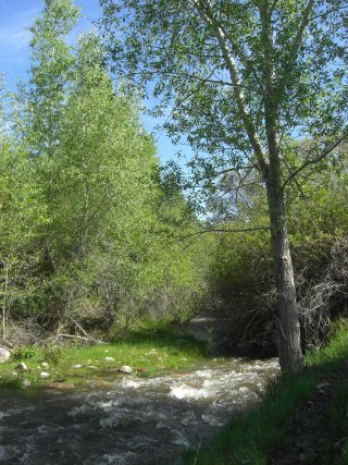 Shoreline habitat along a stream including tall trees.