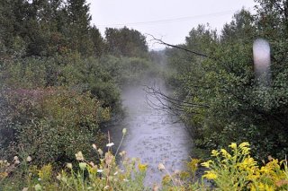 overgrown linear ditch