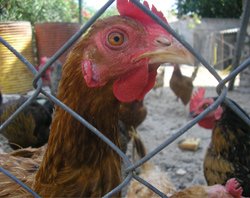 Photograph of a chicken behind a chain link fence