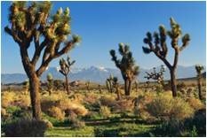 Desert landscape represents concept of the value of green infrastructure for a range of watersheds.