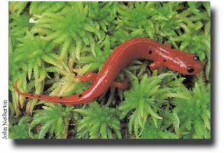 salamander